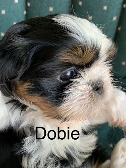 2023/mar/dobiea.jpeg
