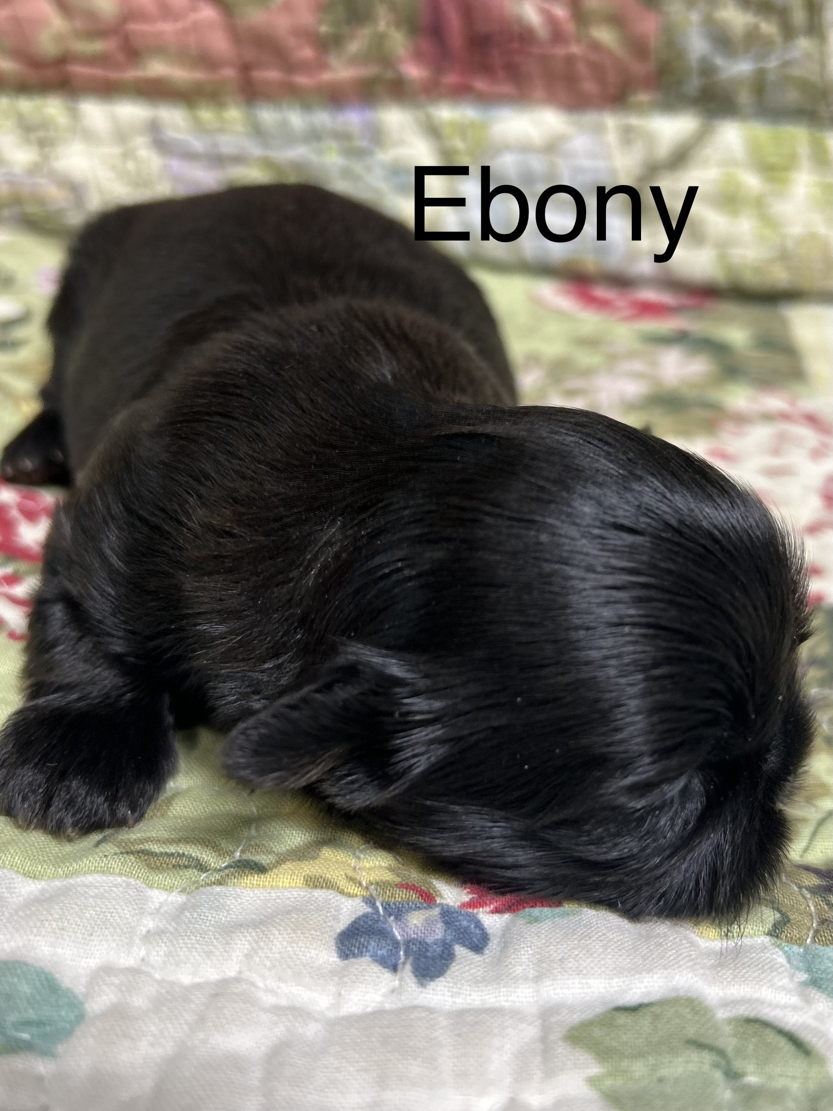 image of Ebony