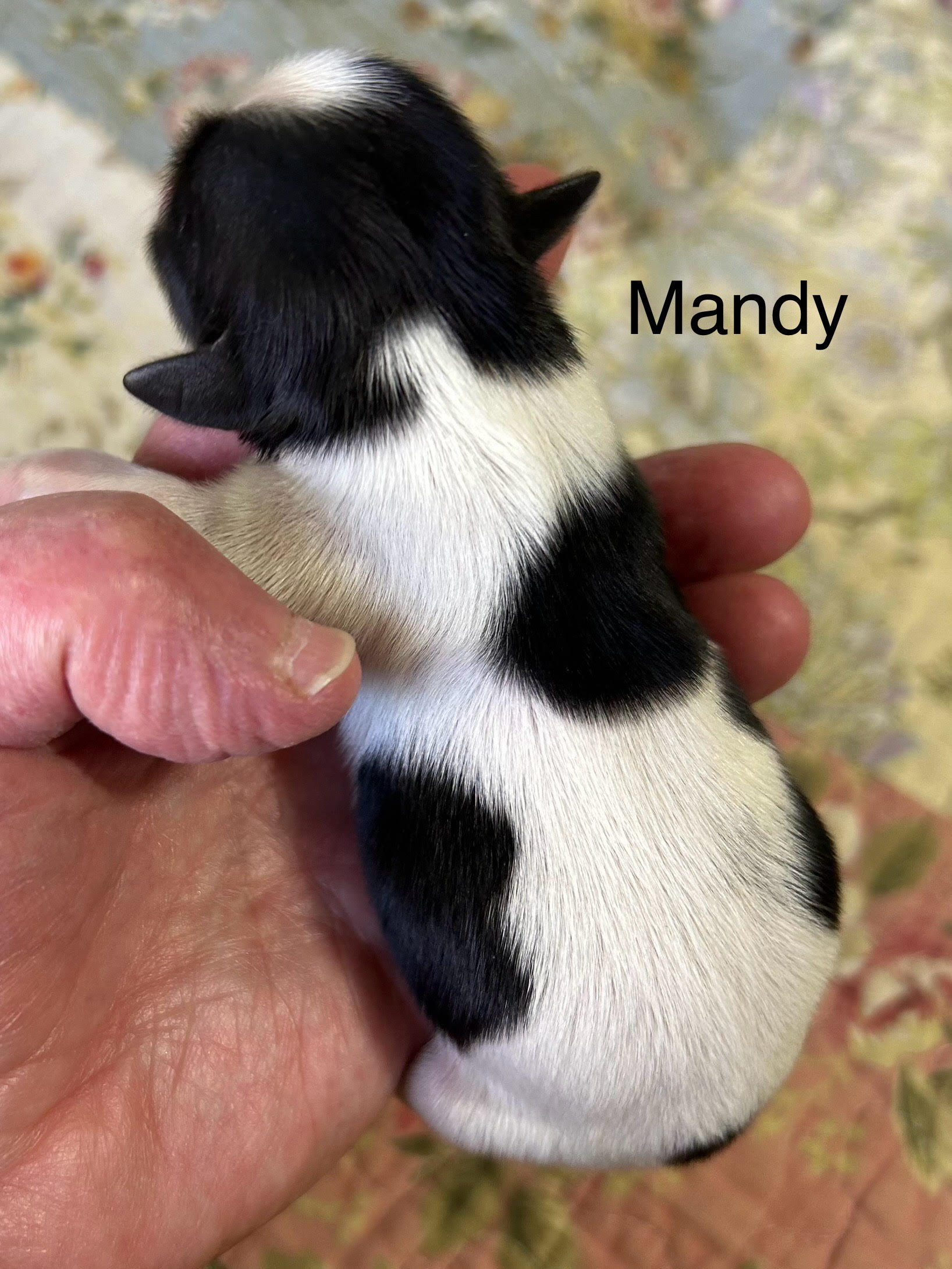 2024/oct/mandy2.jpg