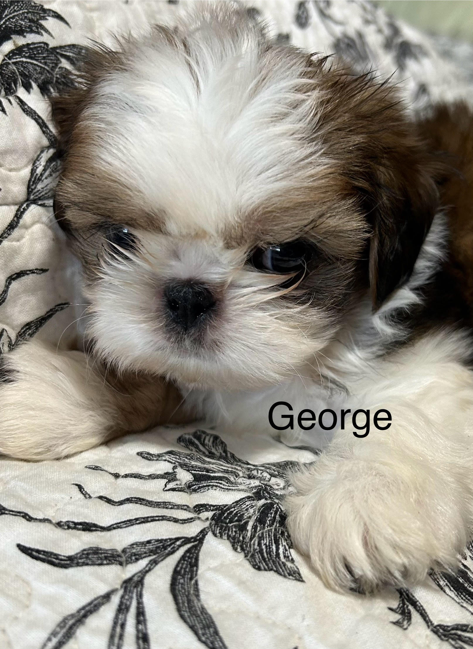 2025/june/george-face.jpg