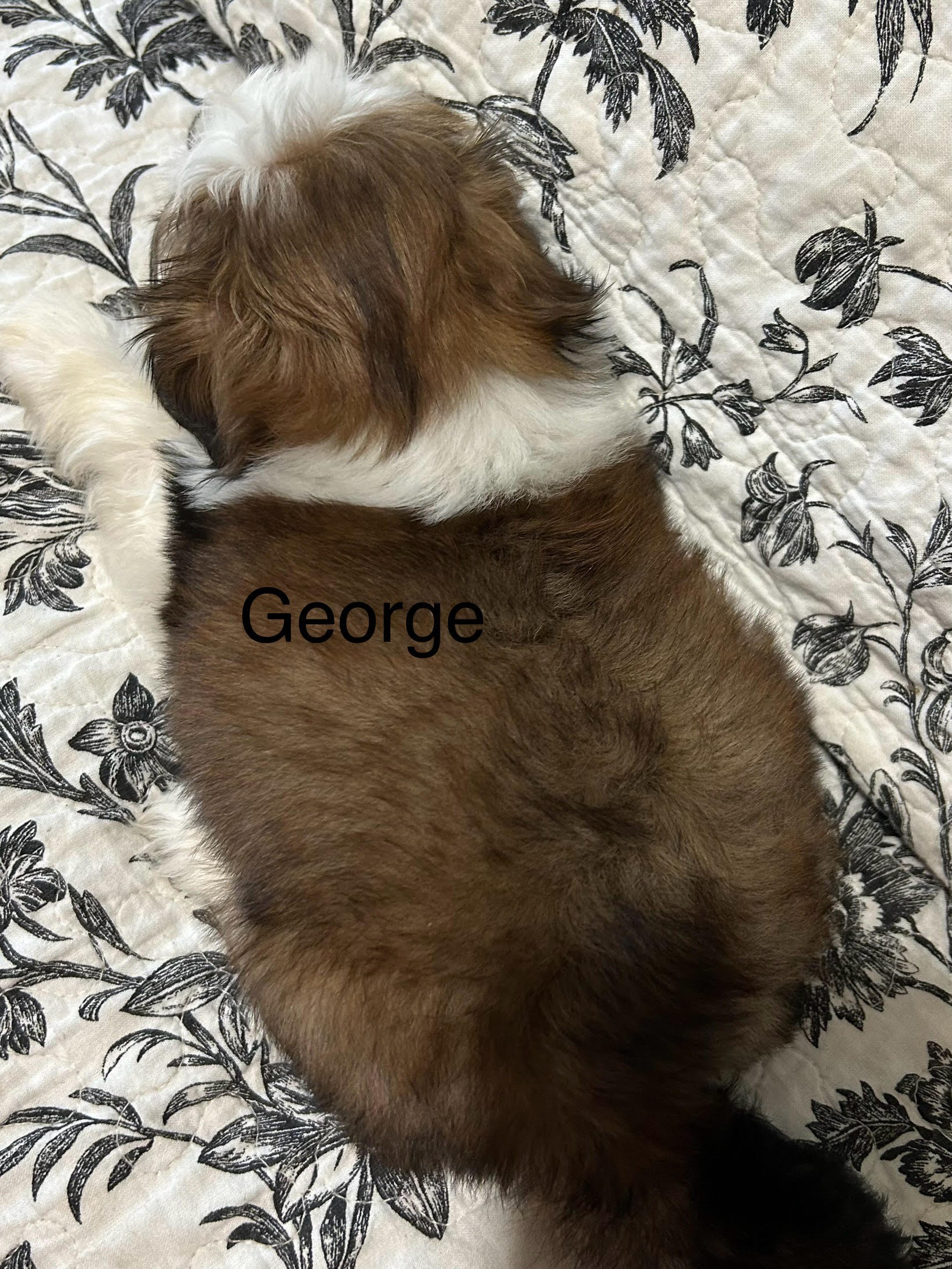 2025/june/geroge-back.jpg