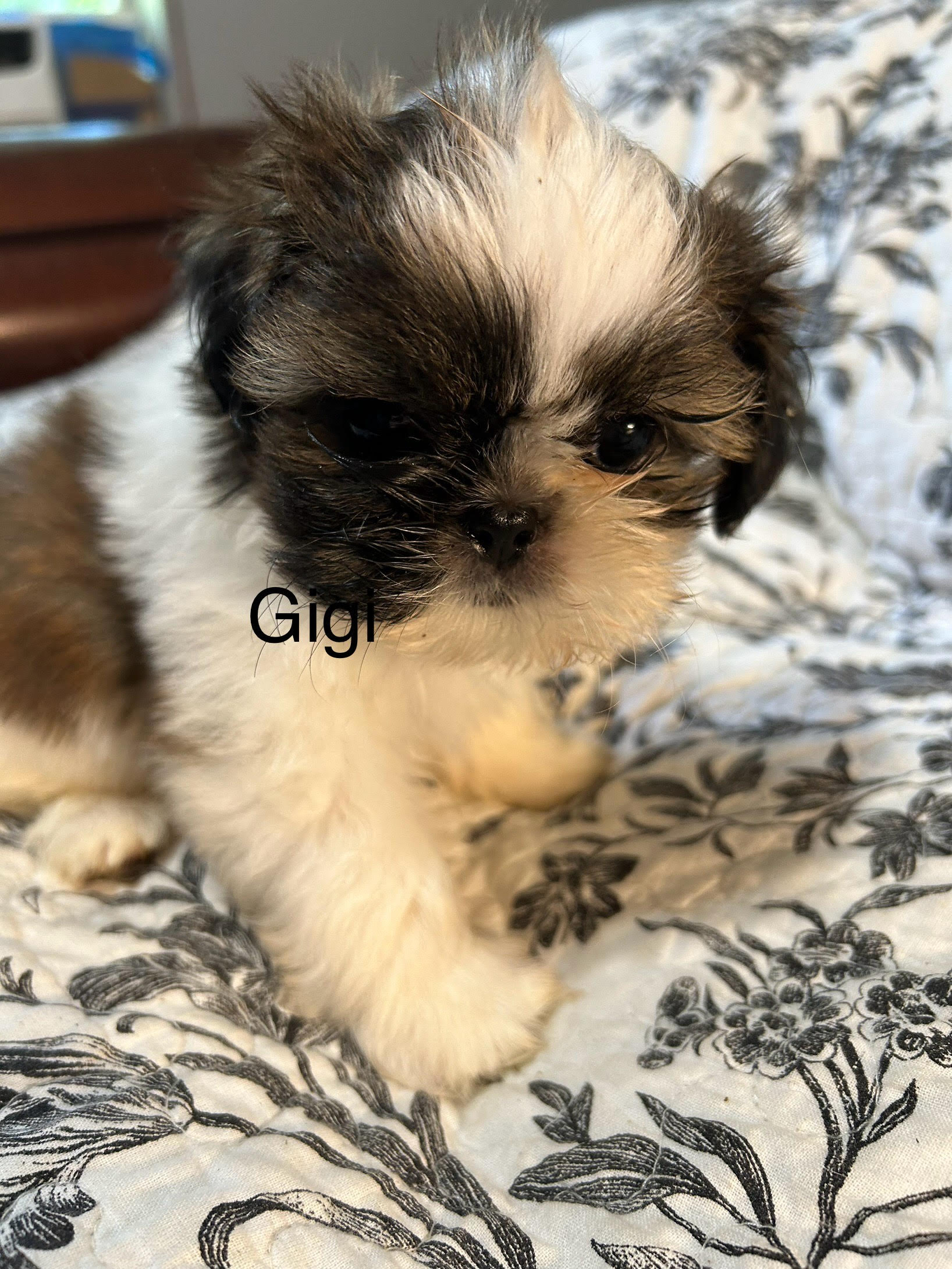 2025/june/gigi1.jpg