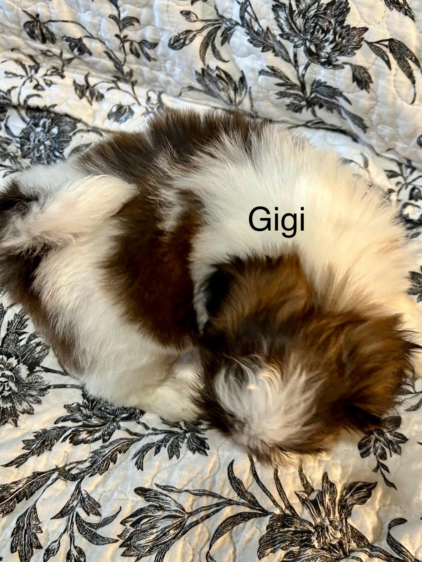 2025/june/gigi2.jpg