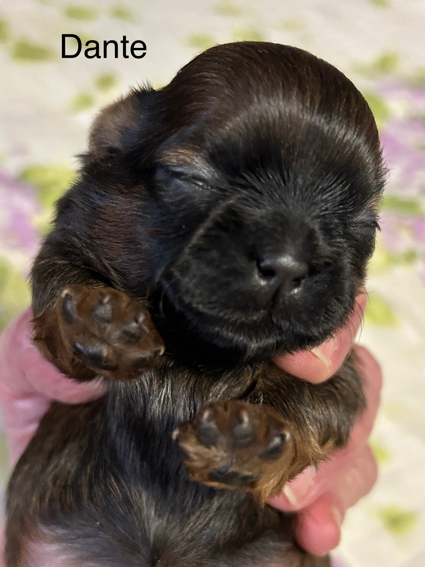 dante dog