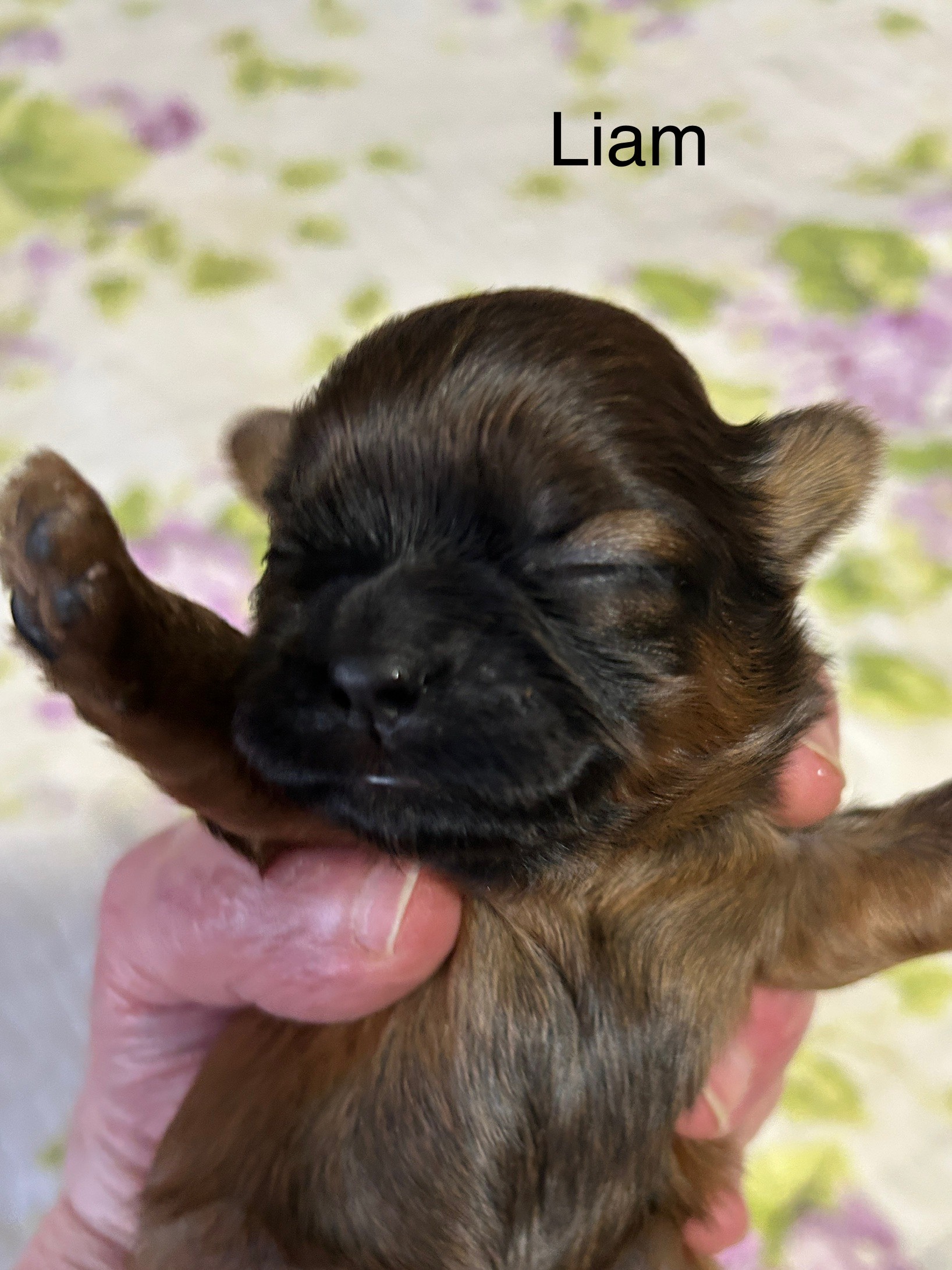 liam dog