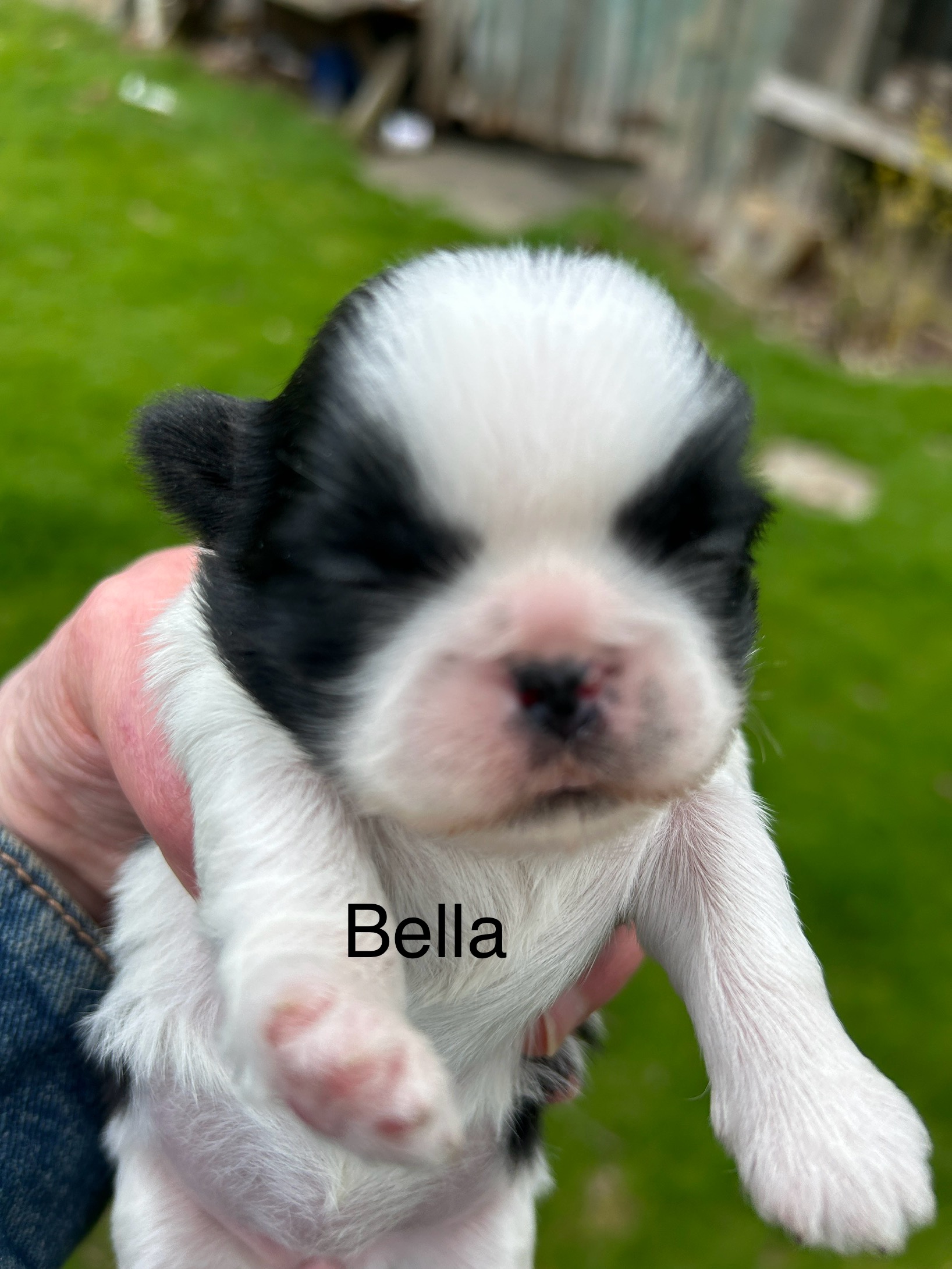Bella Dog