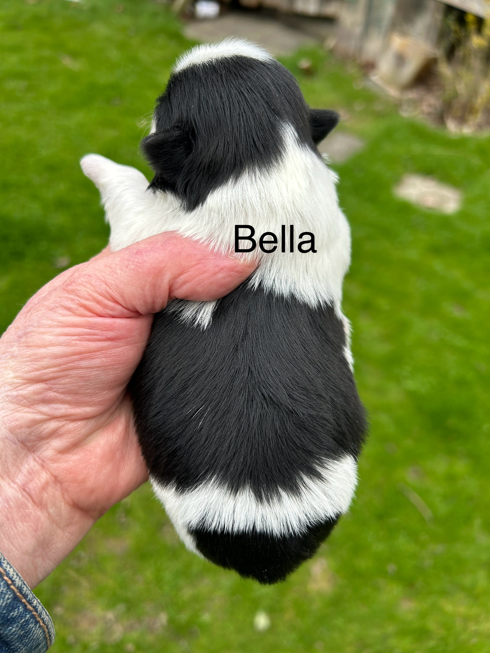 Bella Dog