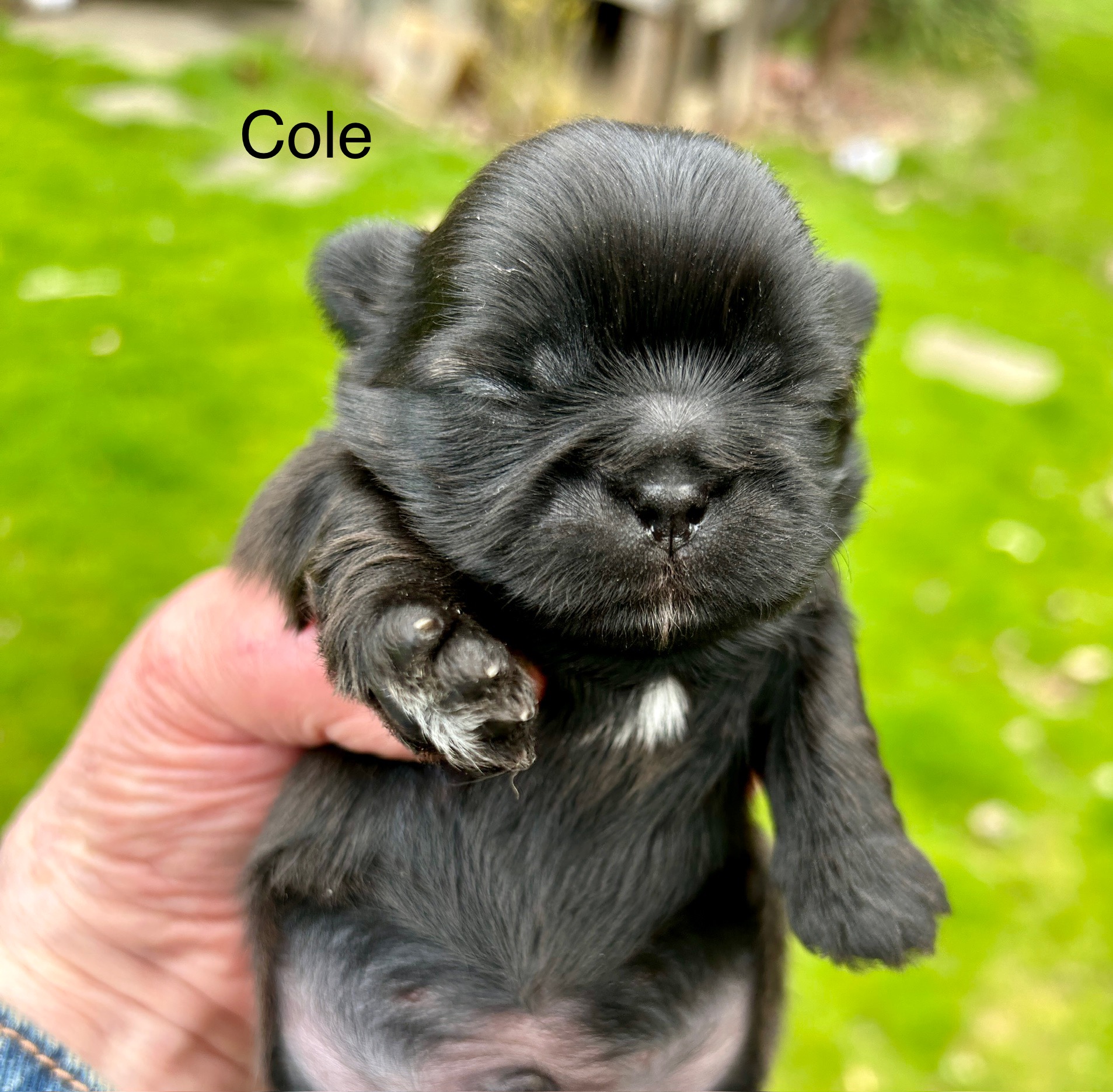 Cole Dog