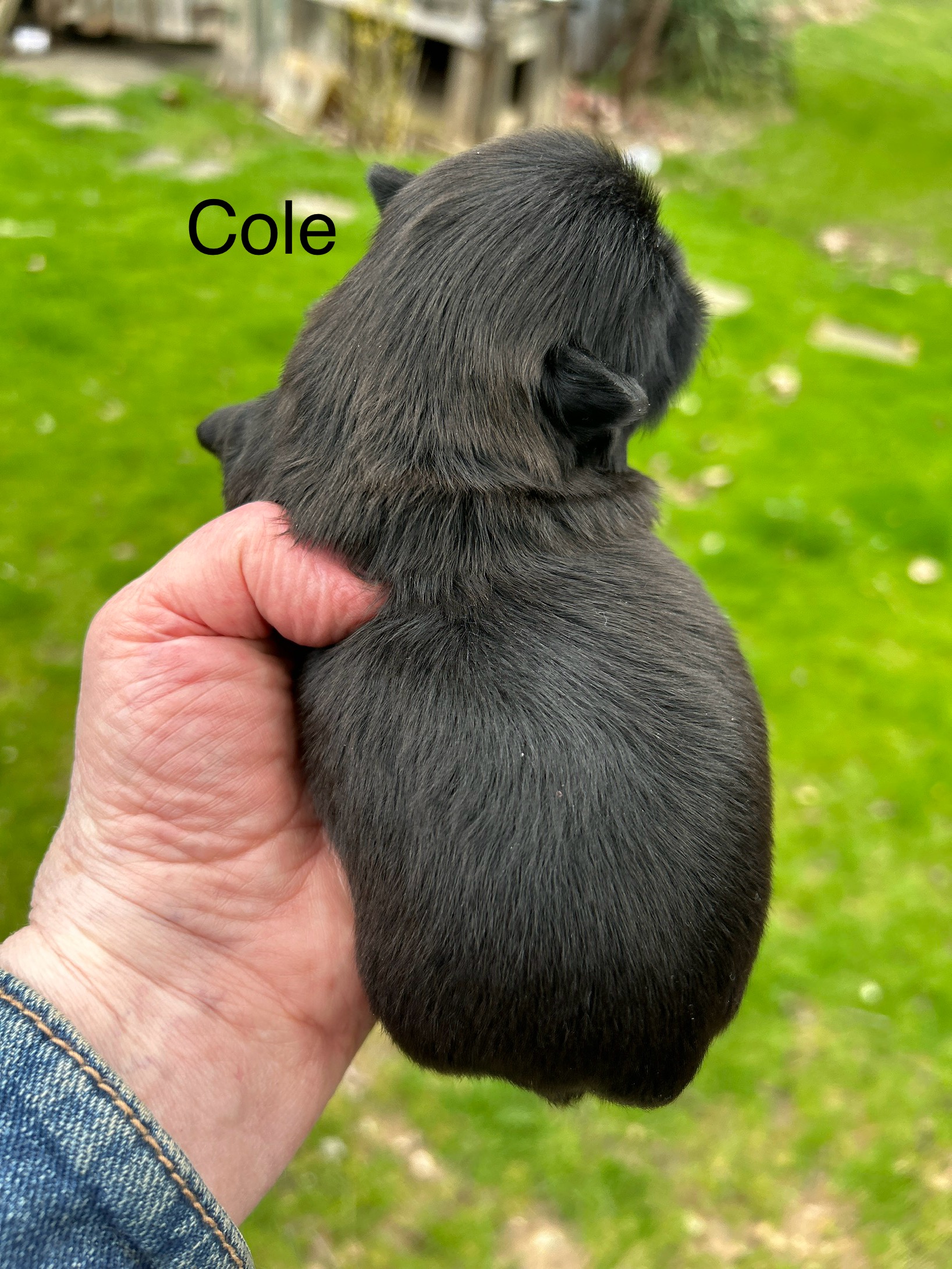 Cole Dog