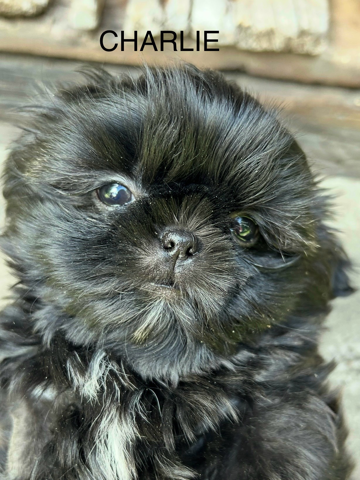 Cole Dog