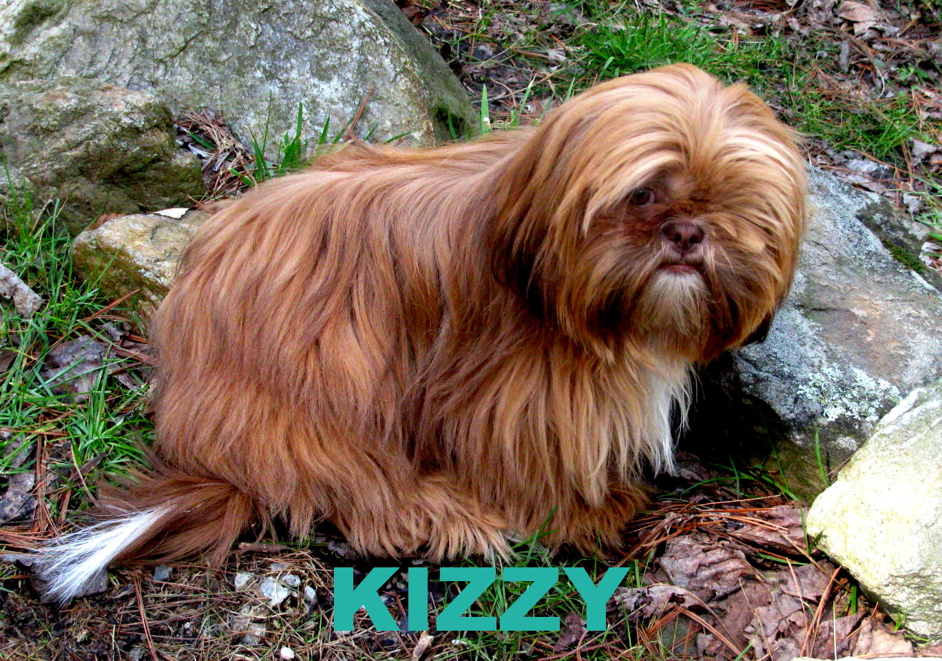 kizzy.jpg